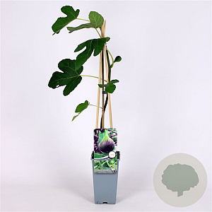 Ficus car. 'Brown Turkey' 70 cm 2,0L