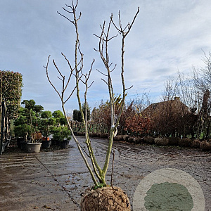 Ficus car. 'Brown Turkey' 200-250 cm draadkluit