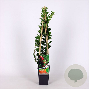 Ribes u.-c. Hinnonmäki Röd 70 cm 2,0L