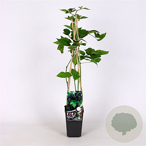 Rubus frut. 'Black Satin' 70 cm 2,0L