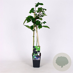 Rubus frut. 'Reuben' 70 cm 2,0L