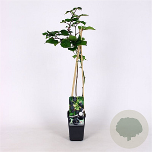 Rubus frut. 'Triple Crown' 70 cm 2,0L