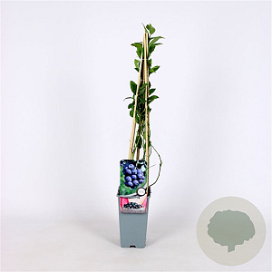 Vaccinium c. 'Bluecrop' 70 cm 2,0L