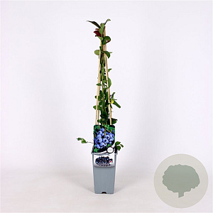 Vaccinium c. 'Duke' 70 cm 2,0L