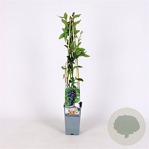 Vaccinium c. 'Jersey' 70 cm 2,0L