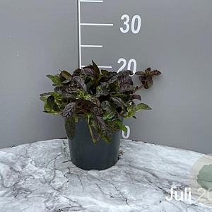 Ajuga reptans 'Atropurpurea' GM 2,0L