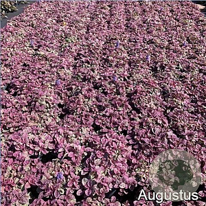 Ajuga reptans 'Burgundy Glow' GM 2,0L