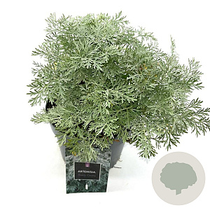 Artemisia 'Powis Castle' GM 2,0L