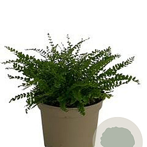 Asplenium trichomanes GM 2,0L