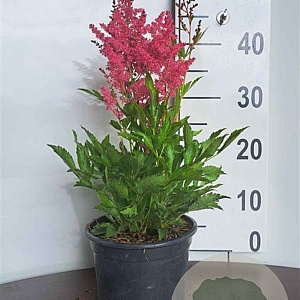 Astilbe (A) 'Astary Pink' GM 2,0L