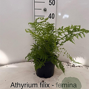Athyrium filix-femina 25-30 cm 2,0L