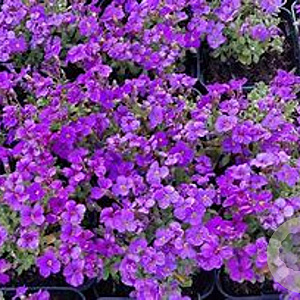 Aubrieta 'Audrey Blue Shades' GM 2,0L