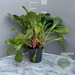 Bergenia 'Bressingham White' GM 2,0L