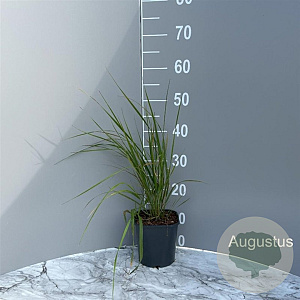 Calamagrostis brachytricha GM 2,0L