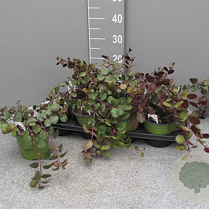 Capparis spinosa P14