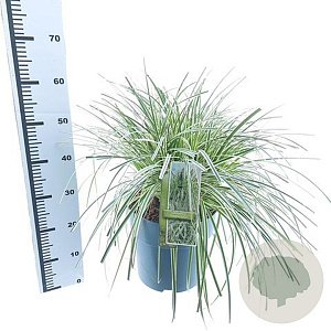 Carex Feather Falls 30-40 cm 12L