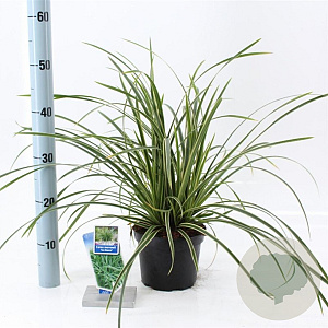 Carex morrowii 'Ice Dance' 20-25 cm 2,0L
