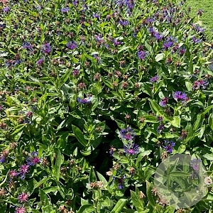 Centaurea montana GM 2,0L