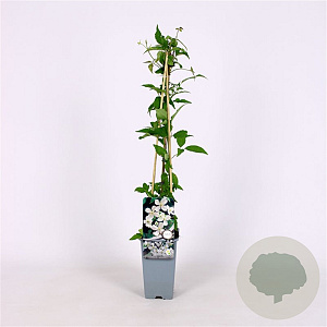 Clematis montana mix 70 cm 2,0L