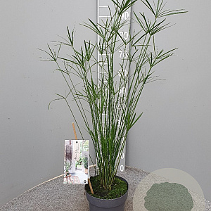 Cyperus alternifolius GM C3