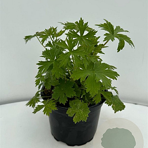 Delphinium (P) 'Black Knight' GM 2,0L