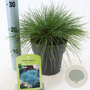 Festuca glauca 'Elijah Blue' 20-25 cm 2,0L