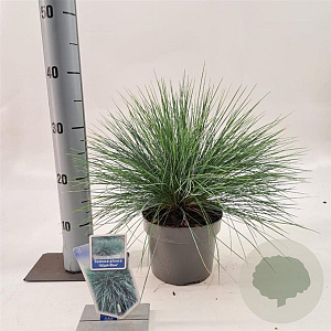 Festuca glauca 'Elijah Blue' 20-25 cm 2,0L