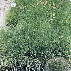 Festuca glauca 'Elijah Blue' GM 2,0L