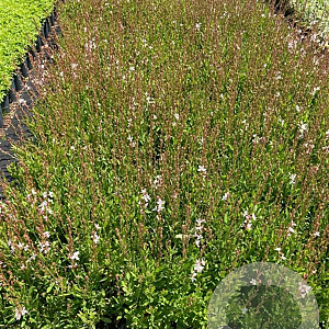 Gaura l. 'Snowstorm' GM 2,0L