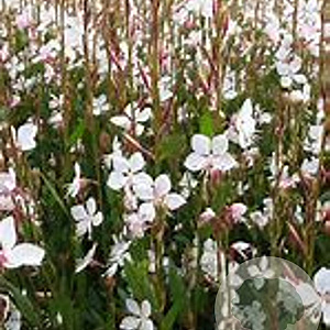 Gaura l. 'Snowstorm' GM 2,0L