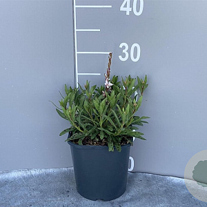 Gaura l. 'Snowstorm' GM 2,0L