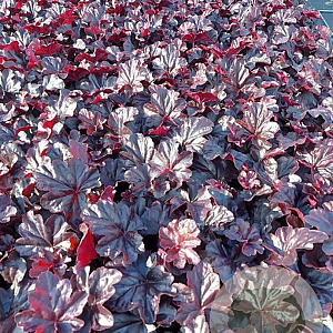 Heuchera 'Obsidian' GM 2,0L