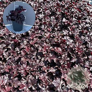 Heuchera 'Obsidian' GM 2,0L