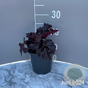 Heuchera 'Obsidian' GM 2,0L