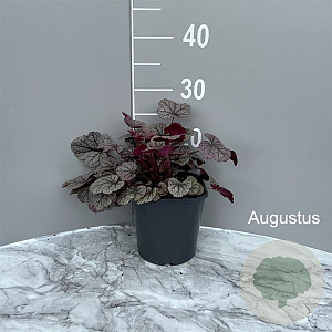 Heuchera 'Silver Scrolls' GM 2,0L