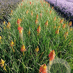 Kniphofia 'Papaya Popsicle' GM 2,0L