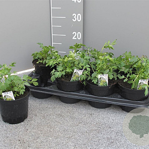 Levisticum officinale P14