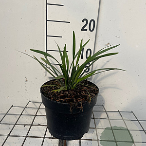 Liriope muscari 'Ingwersen' GM 2,0L