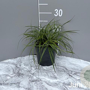 Luzula nivea GM 2,0L