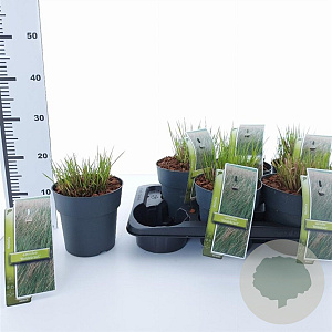 Molinia caerulea 'Heidebraut' 40-70 cm 2,0L