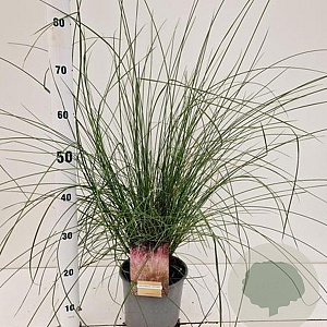 Muhlenbergia capillaris GM C3