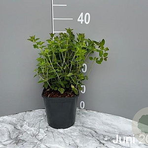 Origanum vulgare GM 2,0L