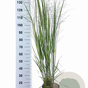 Panicum virgatum 'Northwind' 60-90 cm 6,5L