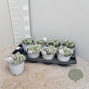 Santolina chamaecyparissus P14