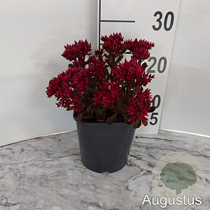 Sedum spurium 'Fuldaglut' GM 2,0L