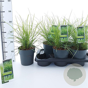 Sesleria autumnalis 25-30 cm 2,0L