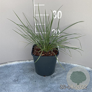 Stipa gigantea GM 2,0L