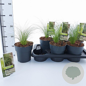 Stipa tenuissima 'Ponytails' 20-25 cm 2,0L