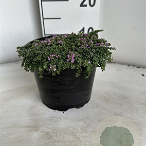 Thymus praecox 'Minor' GM 2,0L
