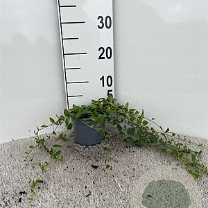 Vinca minor 25-30 cm C1.3